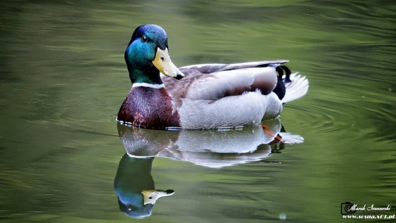 fauna-3